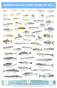 Common Pelagic Food Fishes of India - CMFRI Repository